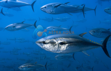 Cá Ngừ Nguyên Con