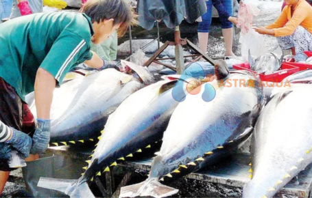 Cá Ngừ Nguyên Con