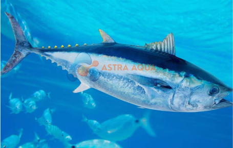 Ocean Tuna