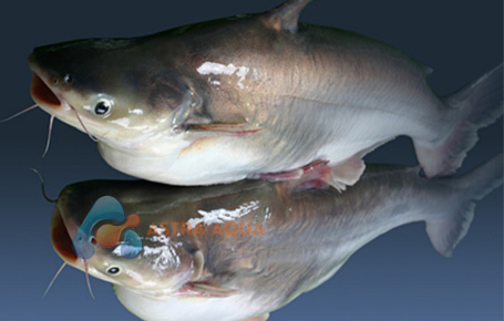 Pangasius