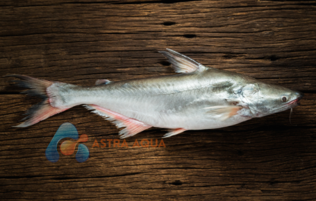 Pangasius