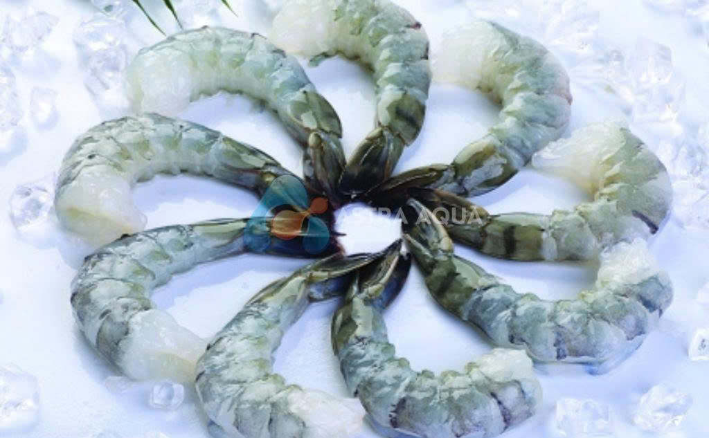 Tôm Sú lột vỏ, còn đuôi