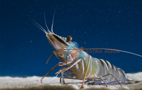 Tôm sú nguyên con HOSO