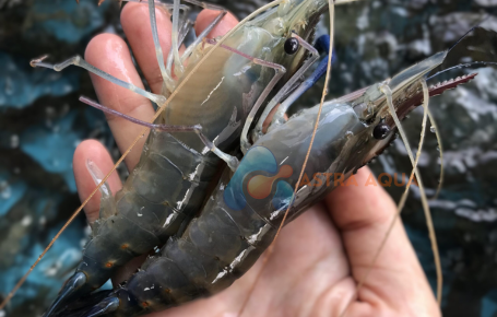 Tôm sú nguyên con HOSO