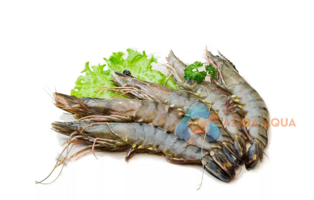 Tôm sú nguyên con HOSO