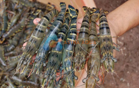 Tôm sú nguyên con HOSO