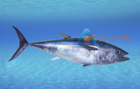 Whole Tuna