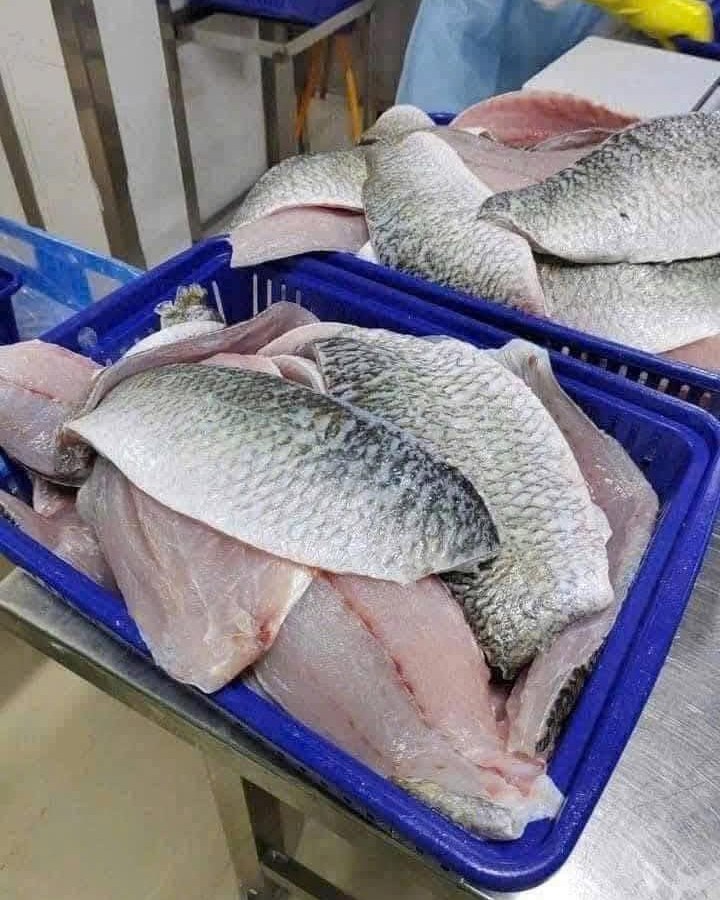 Yếu tố ảnh hưởng giá cá chẽm cho thị trường Trung Quốc