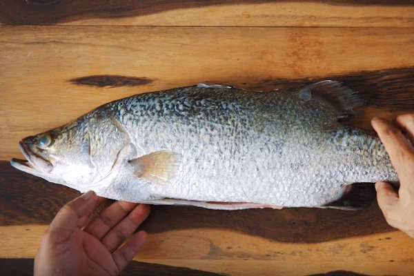 Công nghệ cấp đông cá chẽm đạt chuẩn quốc tế xuất sang Úc