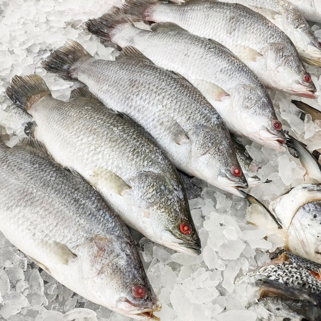 Dịch vụ logistics xuất khẩu cá chẽm nguyên con làm sạch