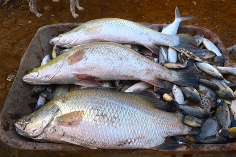 Các sản phẩm cá chẽm nuôi chuẩn sinh thái xuất khẩu