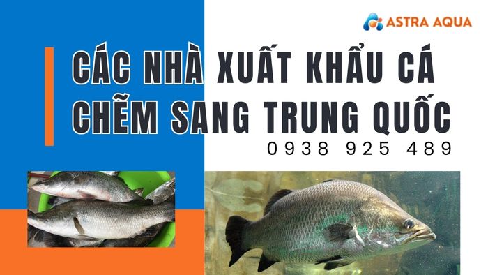 Các nhà xuất khẩu cá chẽm sang Trung Quốc uy tín như Astra Aqua