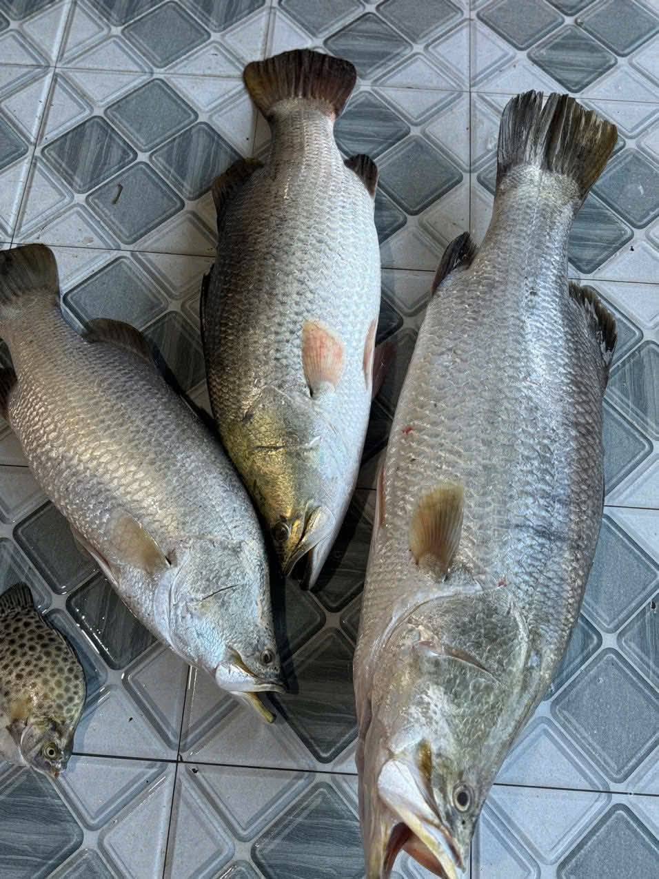 Công nghệ bảo quản cá chẽm sang Trung Quốc từ nhà xuất khẩu