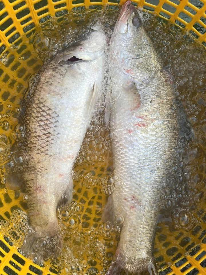 Astra Aqua top các nhà xuất khẩu cá chẽm sang Trung Quốc uy tín