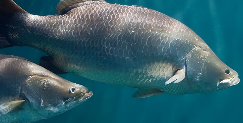 Astra Aqua đơn vị cung ứng cá chẽm cho thị trường Trung Quốc hàng đầu