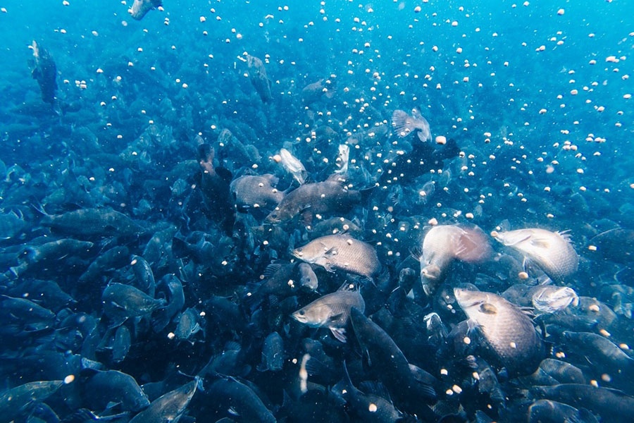 Quy trình vận chuyển cá chẽm cho thị trường Trung Quốc chuyên nghiệp