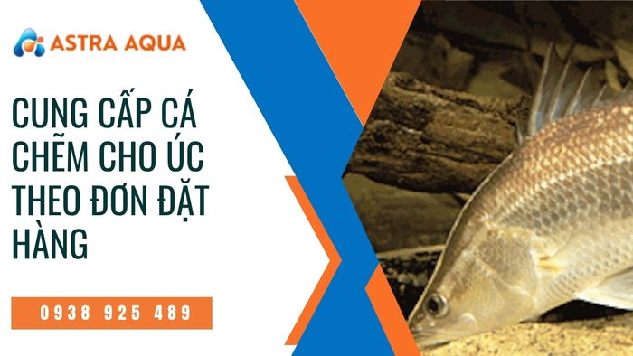 Cung cấp cá chẽm gia công theo yêu cầu cho thị trường Úc