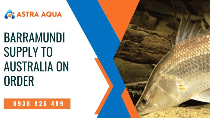 Custom Barramundi Supply for the Australian Market