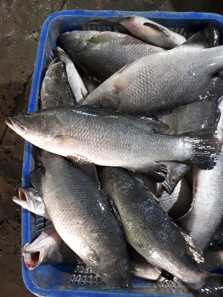 Công nghệ cấp đông cho cá chẽm phi lê xuất khẩu