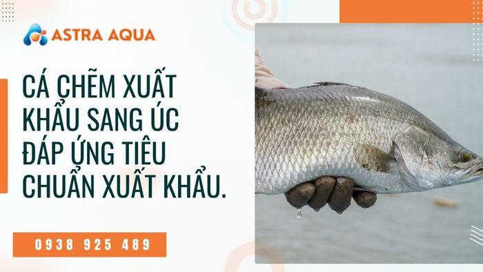 Cá chẽm xuất khẩu sang Úc đáp ứng tiêu chuẩn