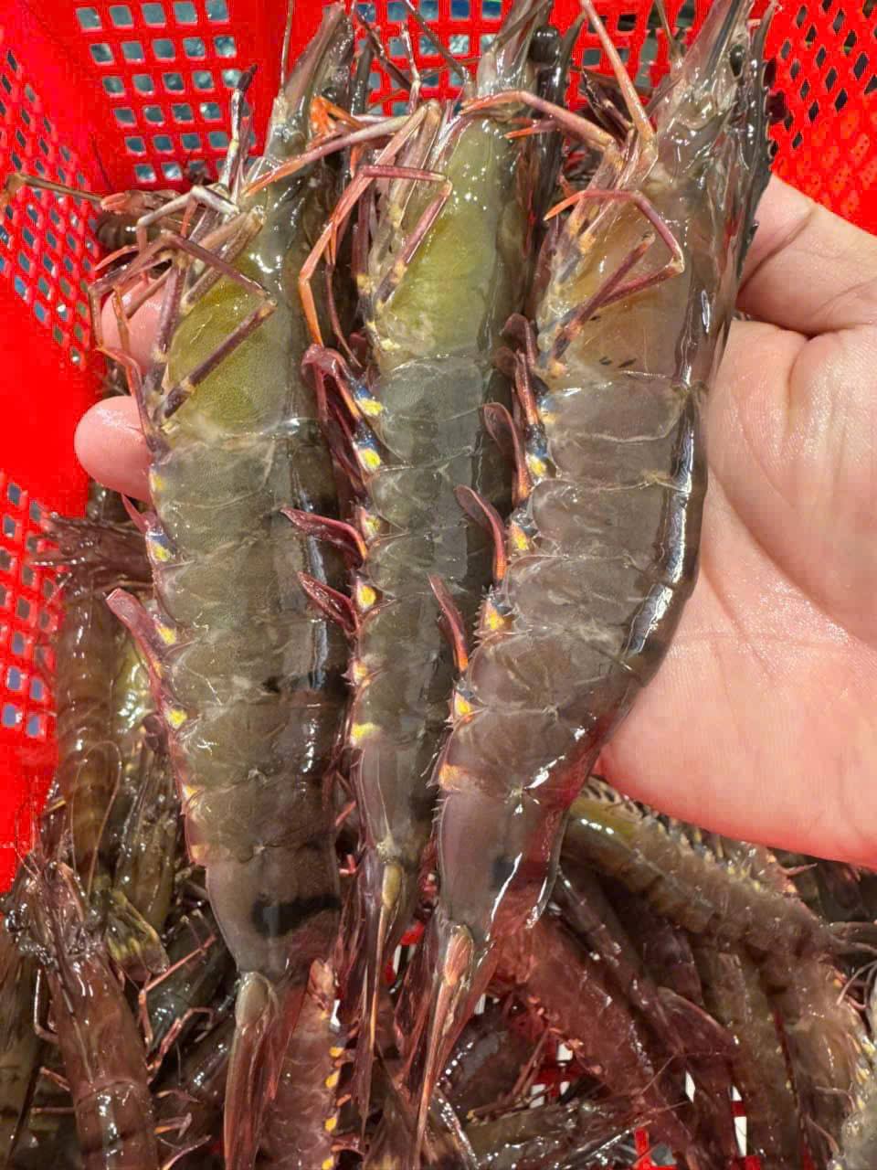 Công nghệ bảo quản và tối ưu giá xuất khẩu tôm sú sang Singapore