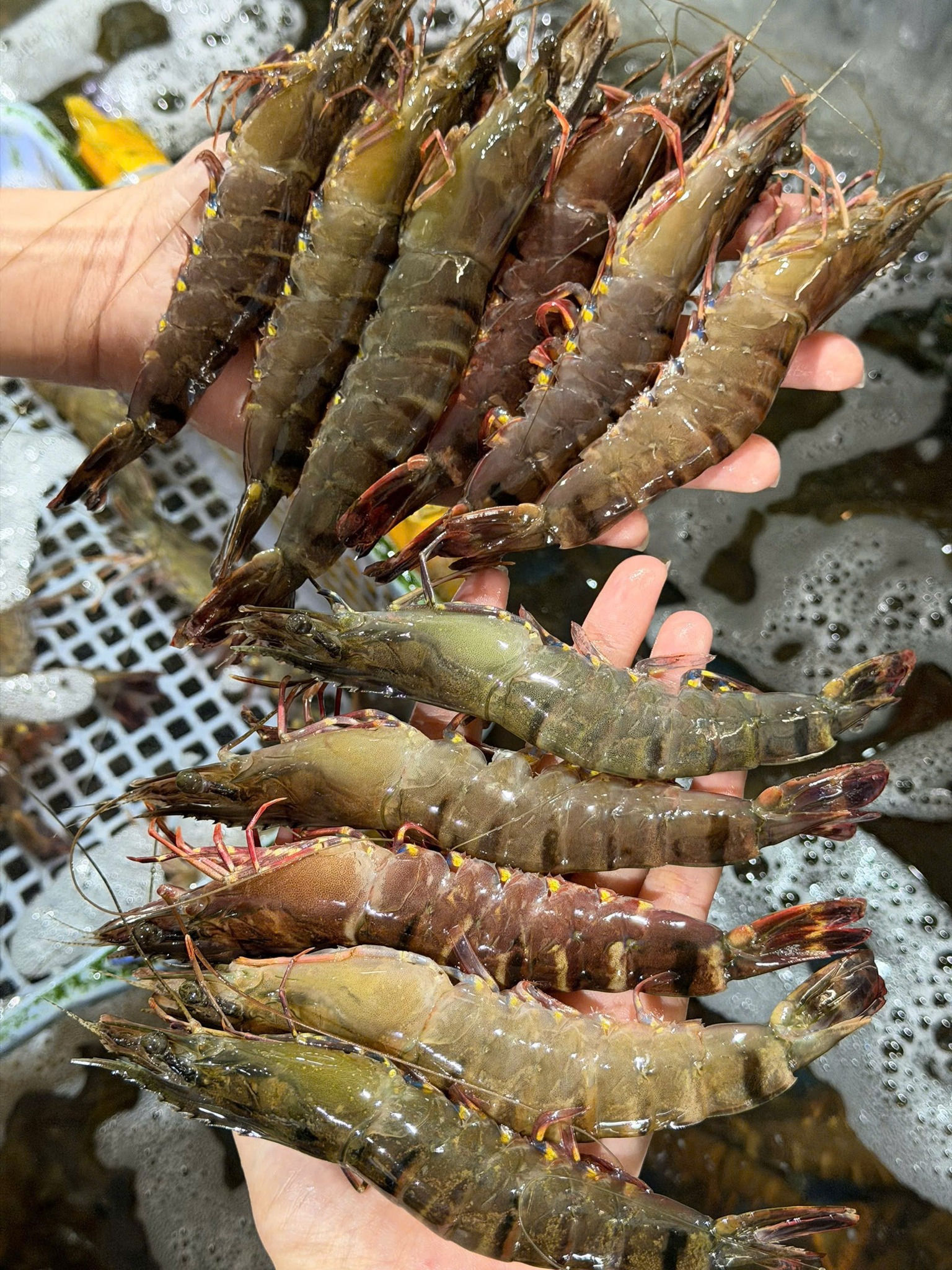 Astra Aqua đối tác báo giá xuất khẩu tôm sú sang Singapore uy tín