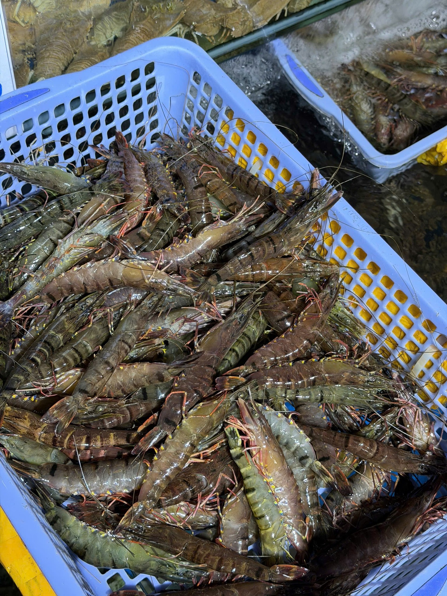 Dịch vụ trọn gói giúp tối ưu giá xuất khẩu tôm sú sang Singapore