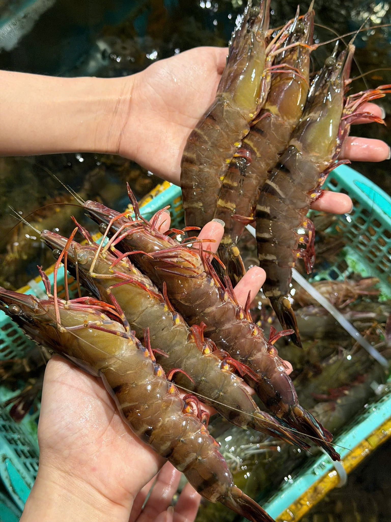 Báo giá xuất khẩu tôm sú sang Singapore theo từng phân khúc