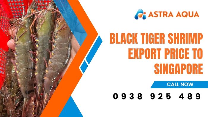 Black Tiger Shrimp Export Price to Singapore | Astra Aqua