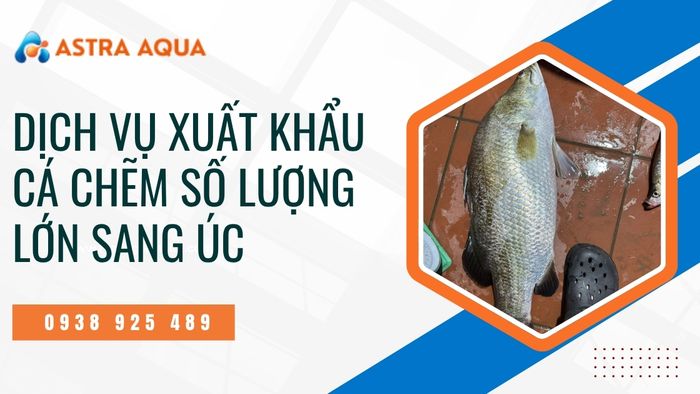 Xuất khẩu cá chẽm số lượng lớn sang thị trường Úc theo đơn đặt hàng