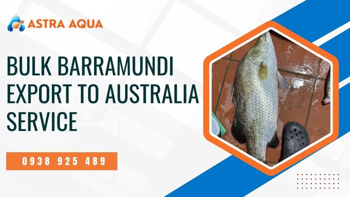 Bulk barramundi export to Australian market on order