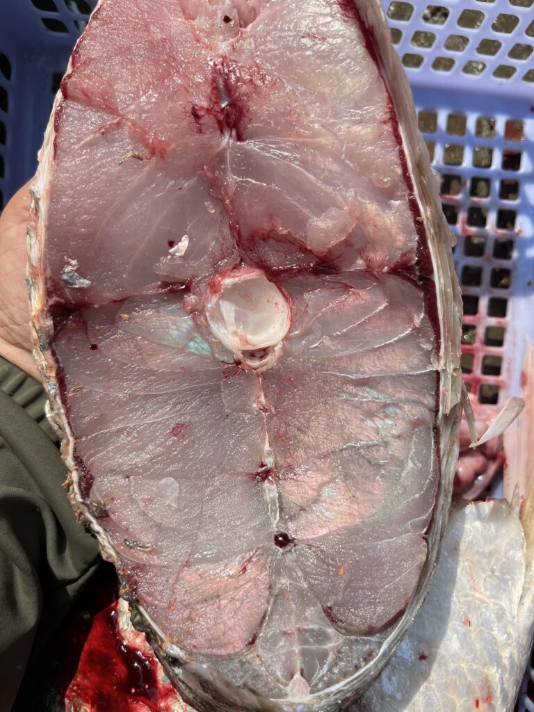 Cá chẽm cho các nhà hàng ở Hàn Quốc