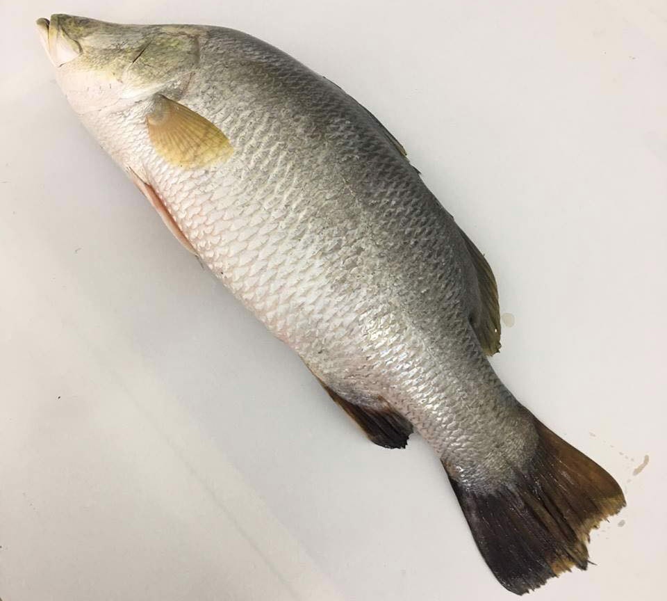 Cá chẽm đông lạnh dành cho thị trường Nhật Bản