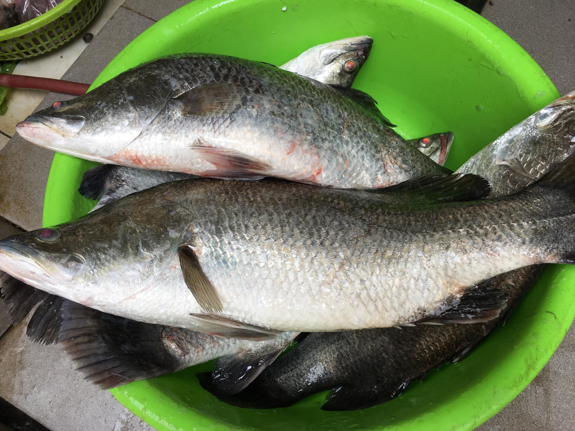 Cá chẽm đông lạnh dành cho thị trường Nhật Bản