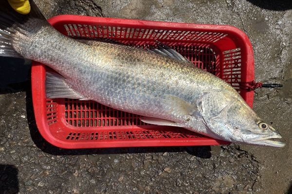 Cá chẽm đông lạnh dành cho thị trường Nhật Bản