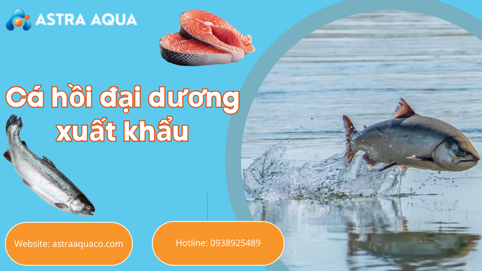 Cá Hồi Đại Dương Xuất Khẩu – Nguồn Dinh Dưỡng Cao Cấp Từ Biển Cả Đến Bàn Ăn Toàn Cầu