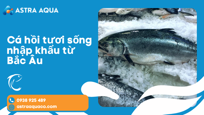 Cá Hồi Tươi Sống Nhập Khẩu Từ Bắc Âu – Xu Hướng Thực Phẩm Cao Cấp Được Ưa Chuộng Hiện Nay