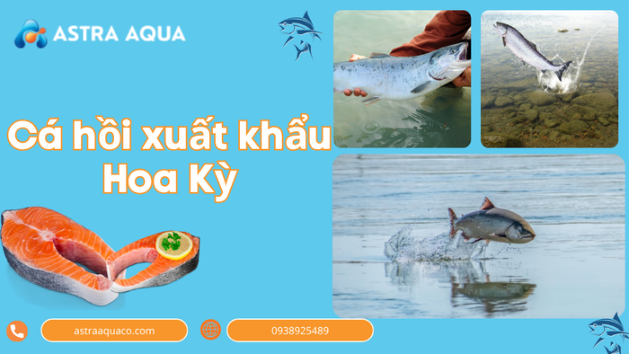 Cá Hồi Xuất Khẩu Hoa Kỳ – Giải Pháp Hải Sản Tươi Sống Chất Lượng Cao Từ Công Ty Astra Aqua