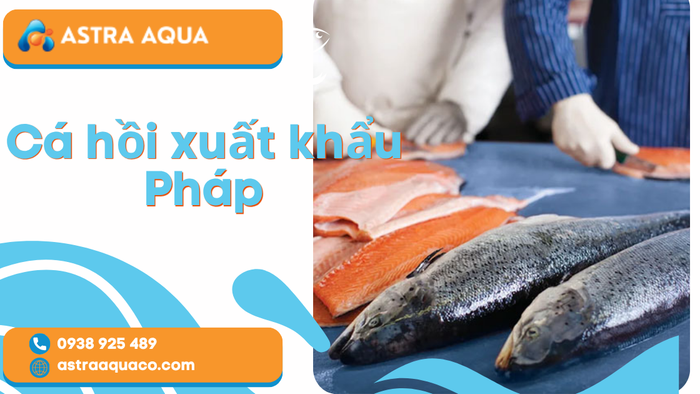 Cá Hồi Xuất Khẩu Pháp – Tiêu Chuẩn Chất Lượng Quốc Tế Và Tiềm Năng Thị Trường Châu Âu