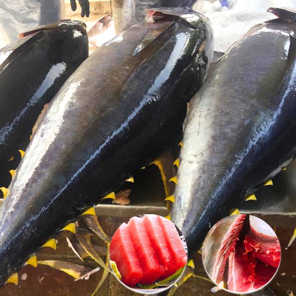Cá ngừ biển loại sashimi Nhật Bản