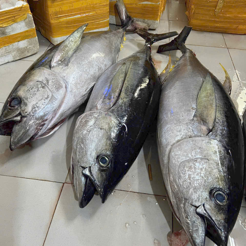 Cá ngừ đại dương xuất khẩu sang Nhật Bản