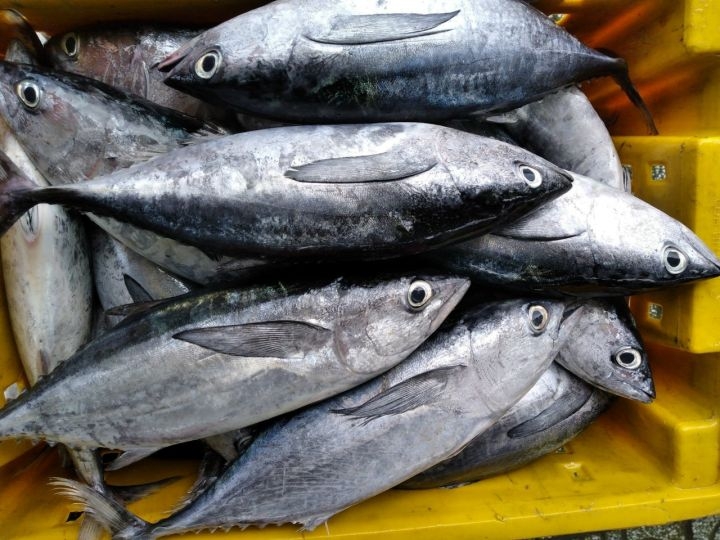 Cá ngừ tươi từ đại dương dành cho thị trường Nhật Bản