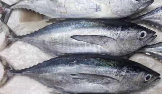 Cá ngừ tươi từ đại dương dành cho thị trường Nhật Bản