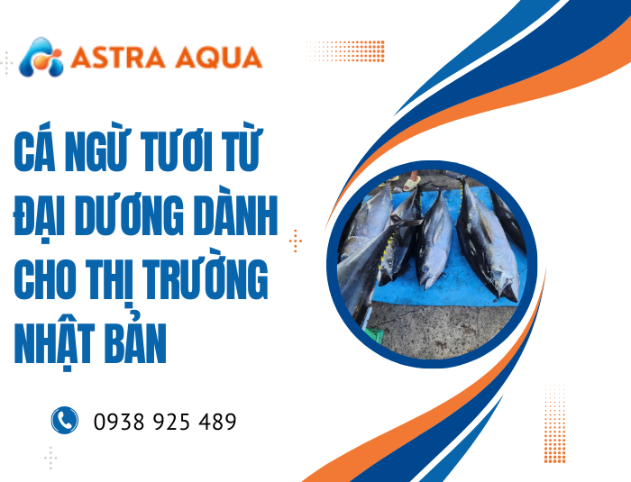 Cá ngừ tươi từ đại dương dành cho thị trường Nhật Bản