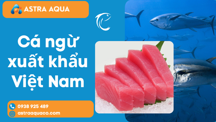 Cá Ngừ Xuất Khẩu Việt Nam – Niềm Tự Hào Thủy Sản Từ Biển Đông