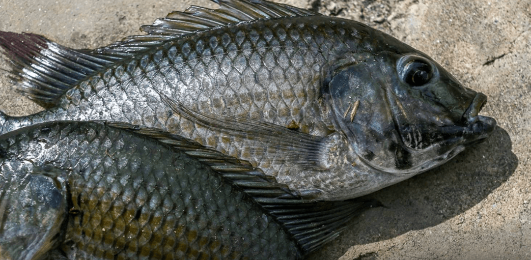 Cá rô phi cho dịch vụ ẩm thực Hàn Quốc