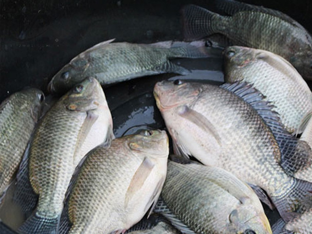 Cá rô phi cho dịch vụ ẩm thực Hàn Quốc