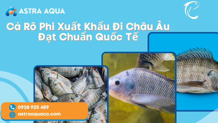 Cá Rô Phi Xuất Khẩu Đi Châu Âu Đạt Chuẩn Quốc Tế – Cơ Hội Vàng Từ Công Ty Astra Aqua