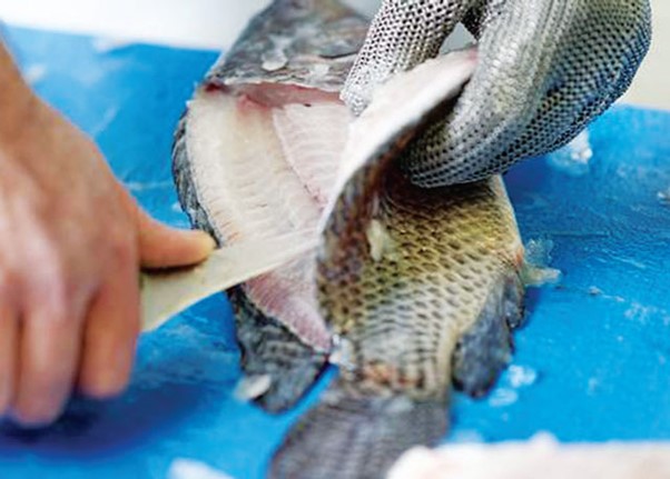 Cá rô phi xuất khẩu sang Hàn Quốc