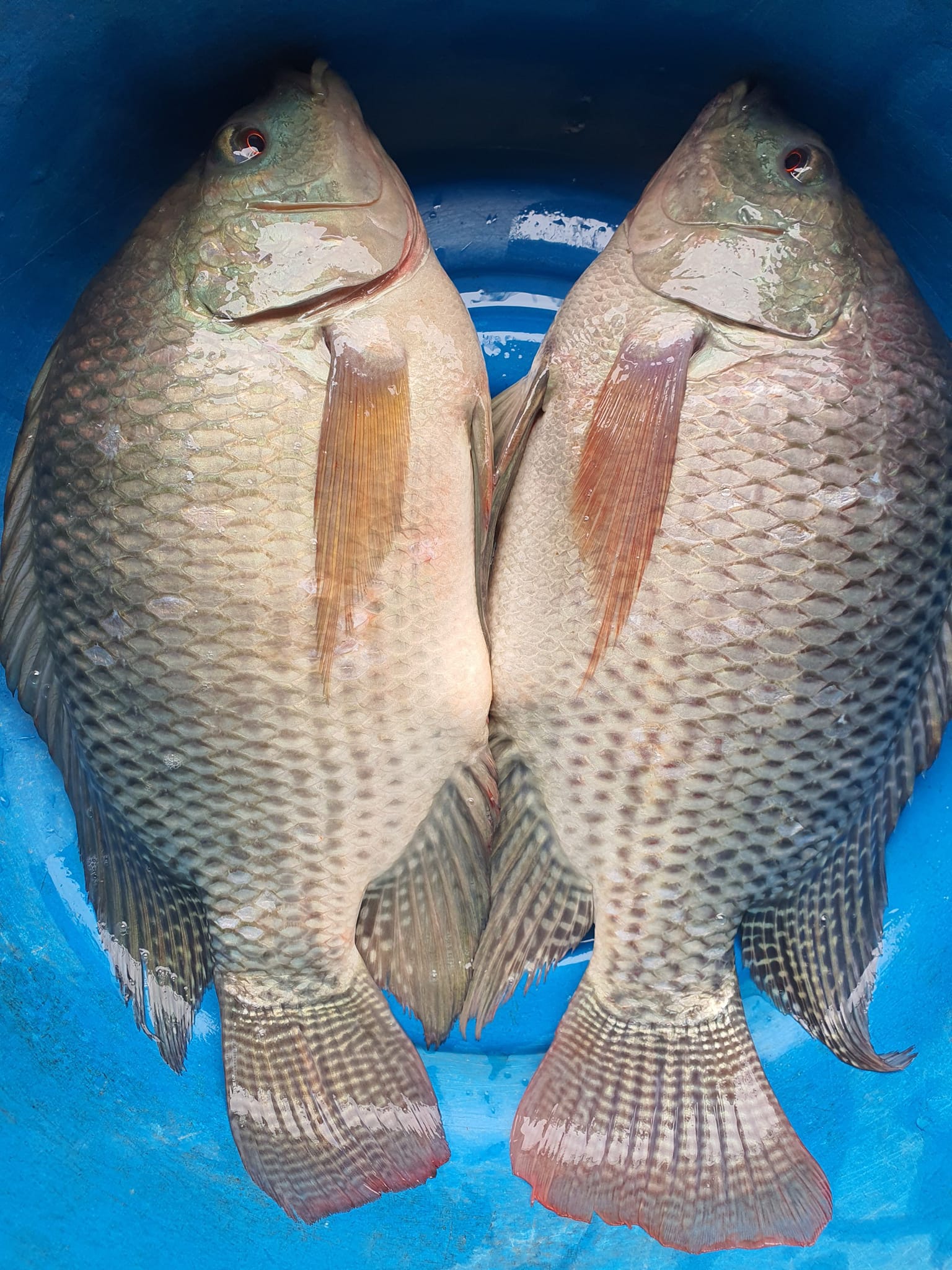 Cá rô phi xuất khẩu sang Nhật Bản